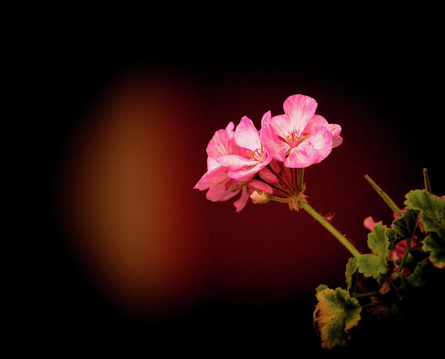 Nature Photograph - Pink by Hyuntae Kim