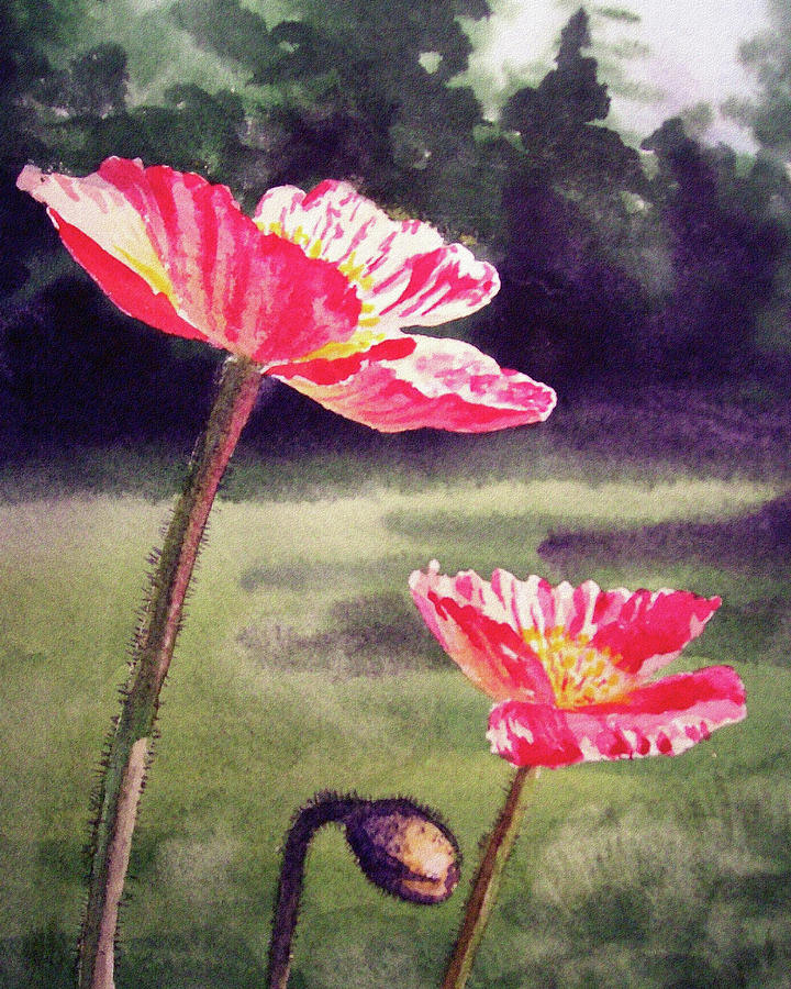Pink Iceland Poppies Watercolor Painting