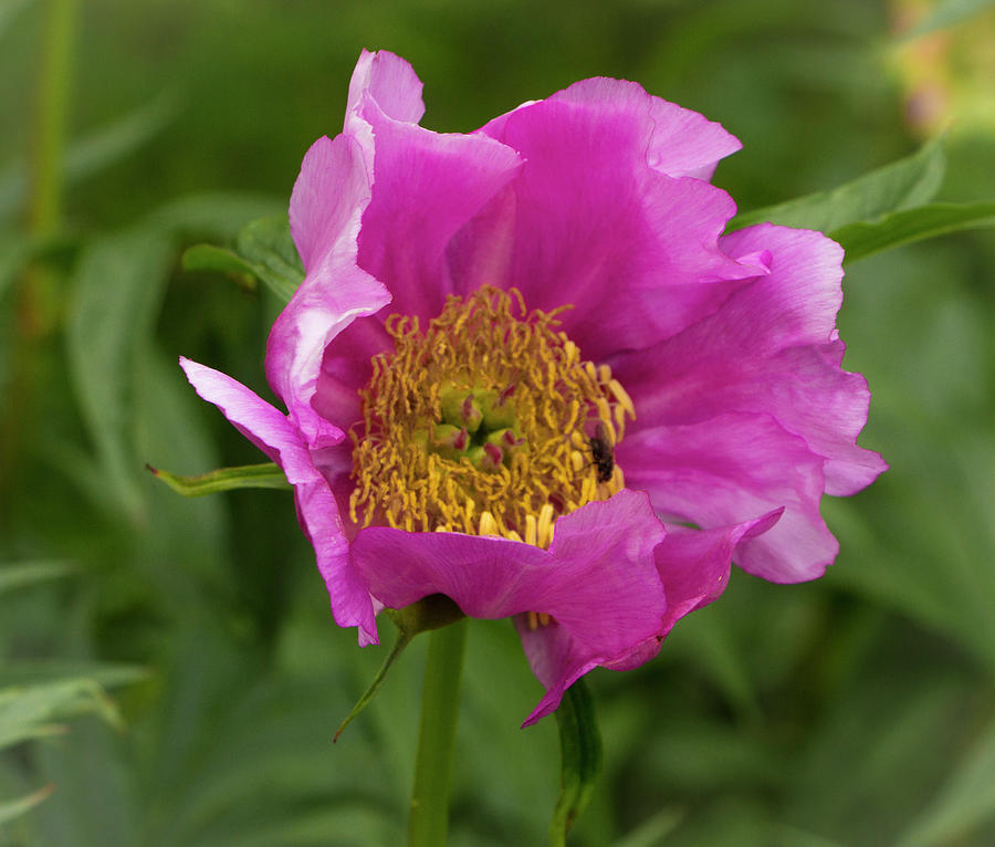 Pink Iceland Poppy Photograph by Venetia Featherstone-Witty
