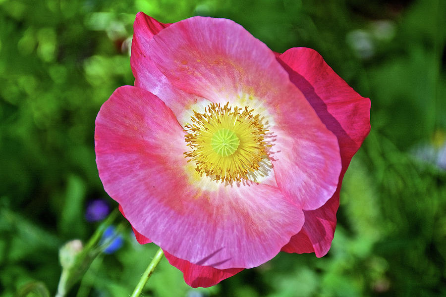 Pink Icelandic Poppy on Harvard St. in Claremont, California  Photograph by Ruth Hager