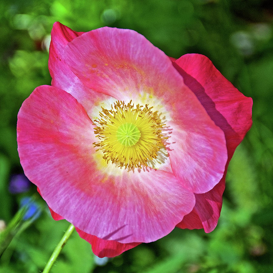 Pink Icelandic Poppy on Harvard Street in Claremont, California  Photograph by Ruth Hager