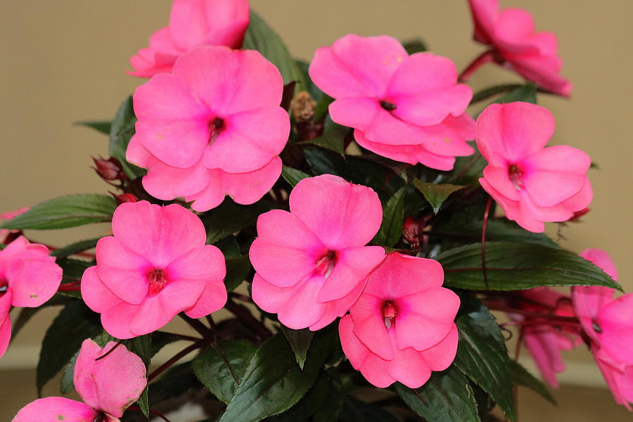 Pink Impatiens Photograph by Sheila Brown