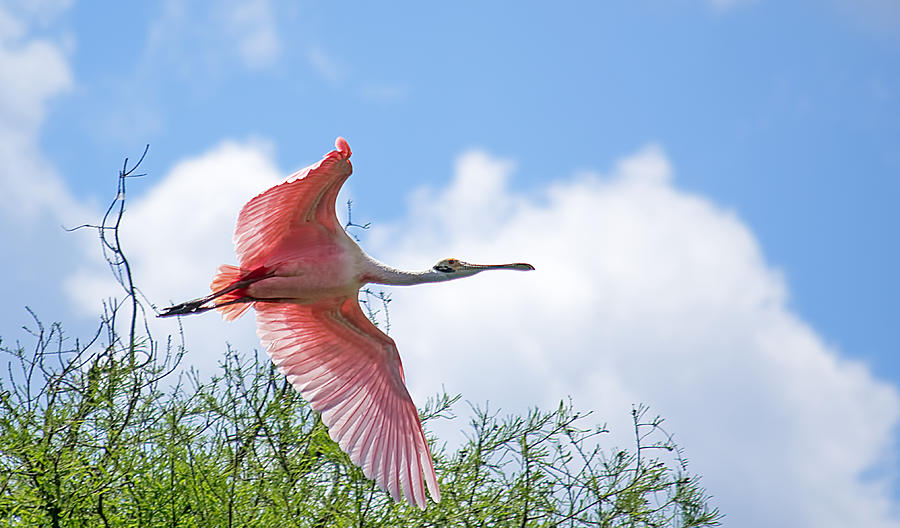 Pink in Flight Photograph by Kenneth Albin