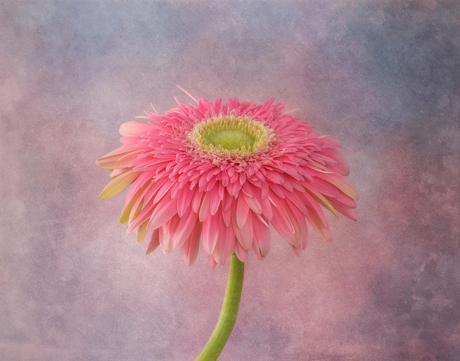 Flower Photograph - Pink in the Garden by Kim Hojnacki