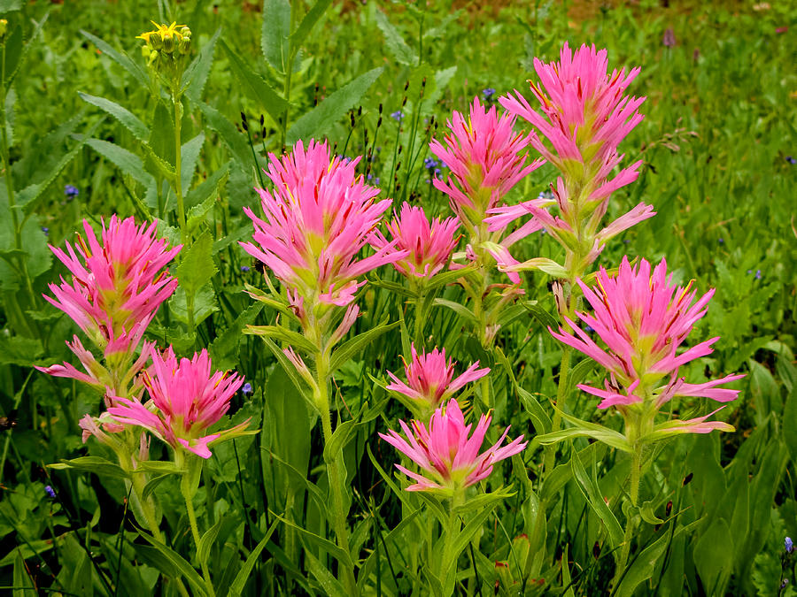Pink Indian Paintbrush Photograph by Jack Bell