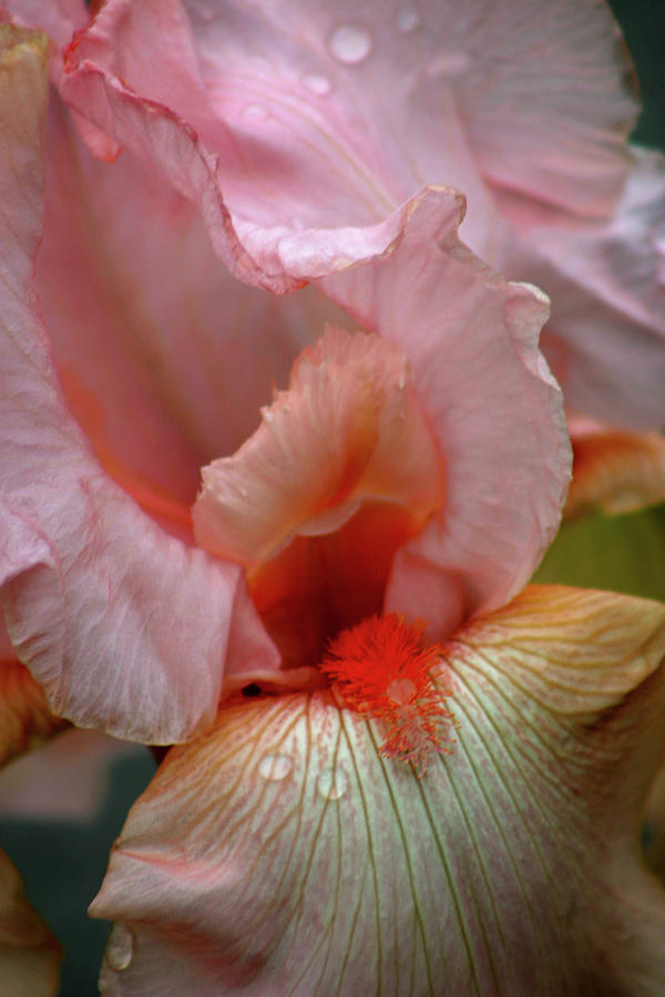 Pink Iris After the Rain 9915 H_2 Photograph by Steven Ward