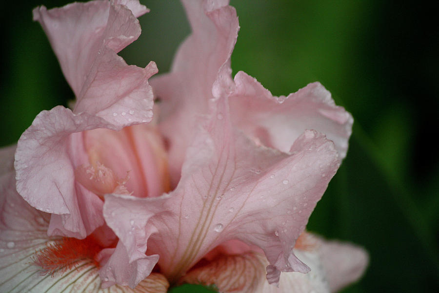 Pink Iris Study 1 Photograph by Teresa Mucha