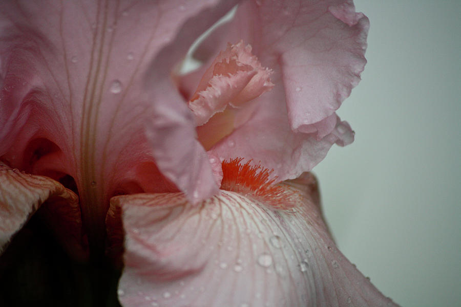 Pink Iris Study 10 Photograph by Teresa Mucha