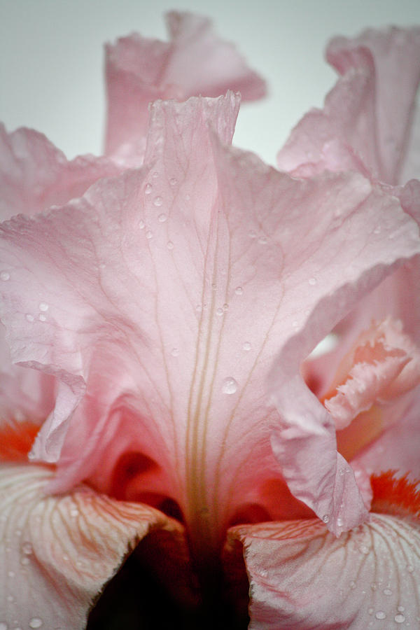 Pink Iris Study 12 Photograph by Teresa Mucha