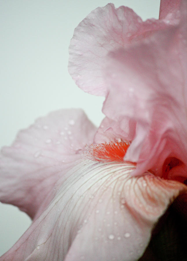 Pink Iris Study 13 Photograph by Teresa Mucha