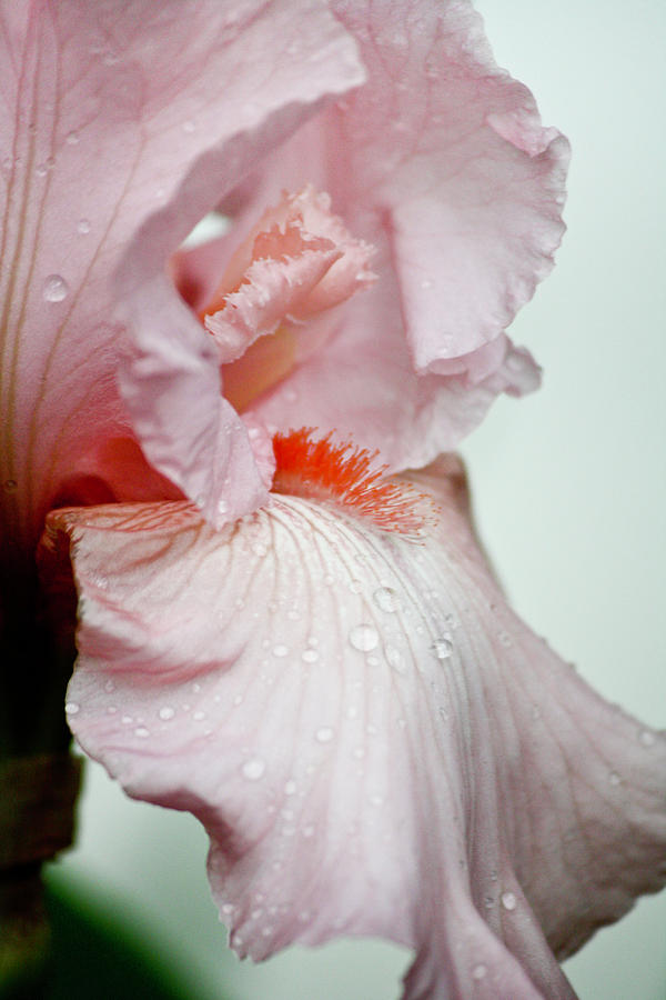 Pink Iris Study 14 Photograph by Teresa Mucha