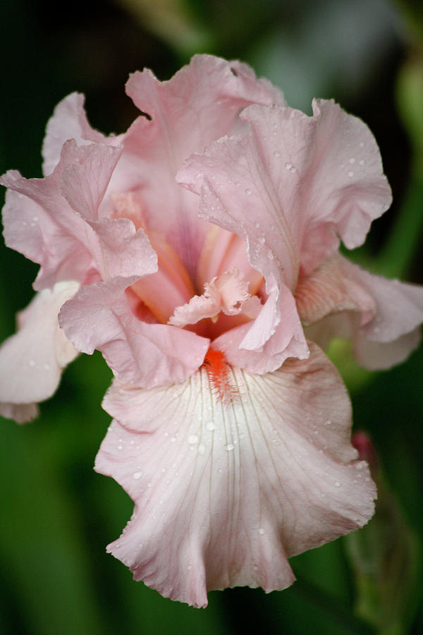 Iris Photograph - Pink Iris Study 15 by Teresa Mucha