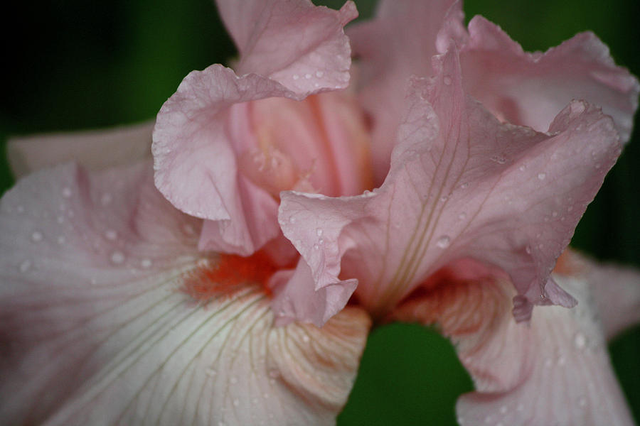 Pink Iris Study 3 Photograph