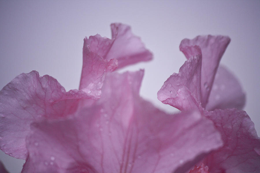 Pink Iris Study 6 Photograph by Teresa Mucha
