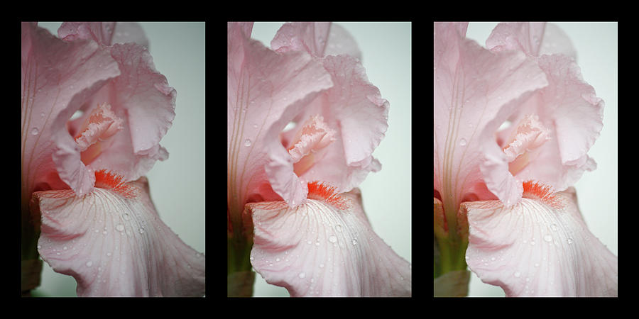 Pink Iris Study Triptych Photograph by Teresa Mucha