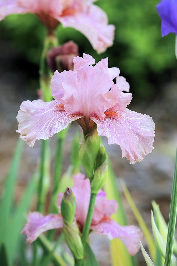 Iris Photograph - Pink Iris by Theresa Campbell