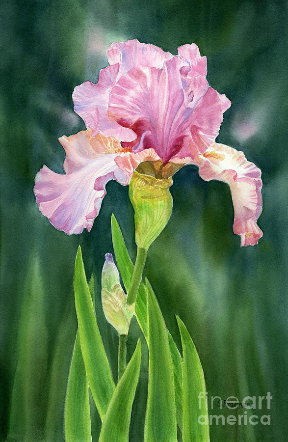 Pink Iris With Dark Background Painting by Sharon Freeman