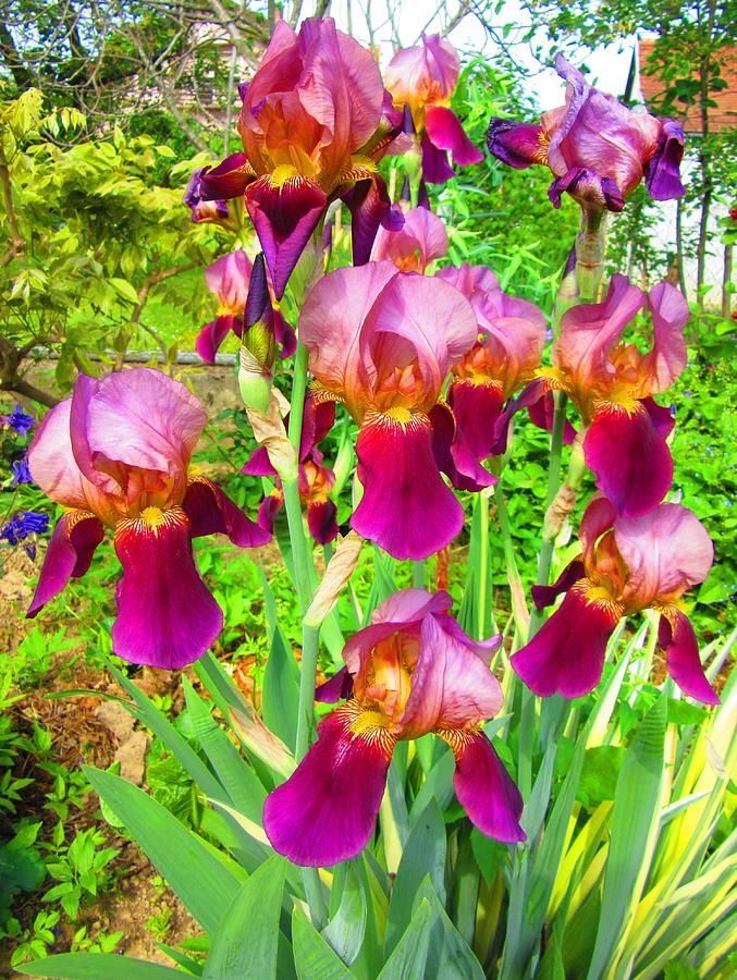 Pink Irises Photograph by Vesna Martinjak