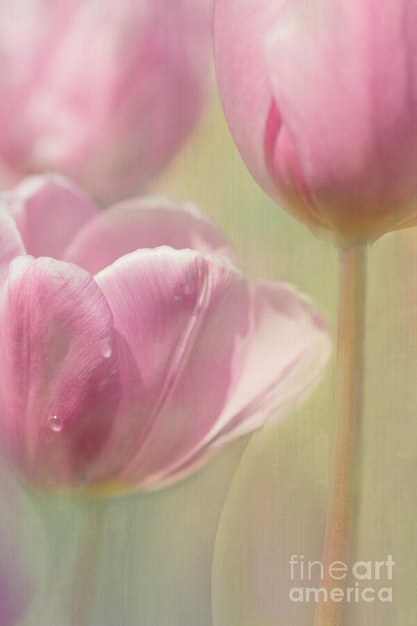 Pink is Perfect Photograph by Marilyn Cornwell