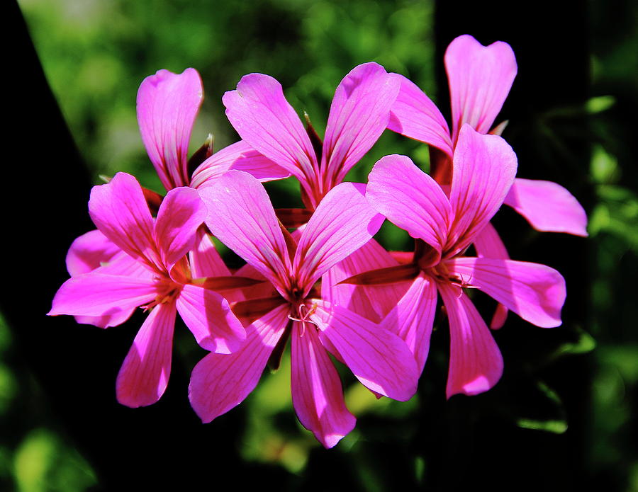 Pink Ivy Geranium Photograph by Allen Nice-Webb