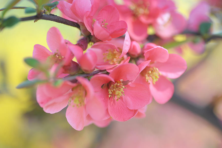 Spring Photograph - Pink Japanese Quince Blossom by Jenny Rainbow