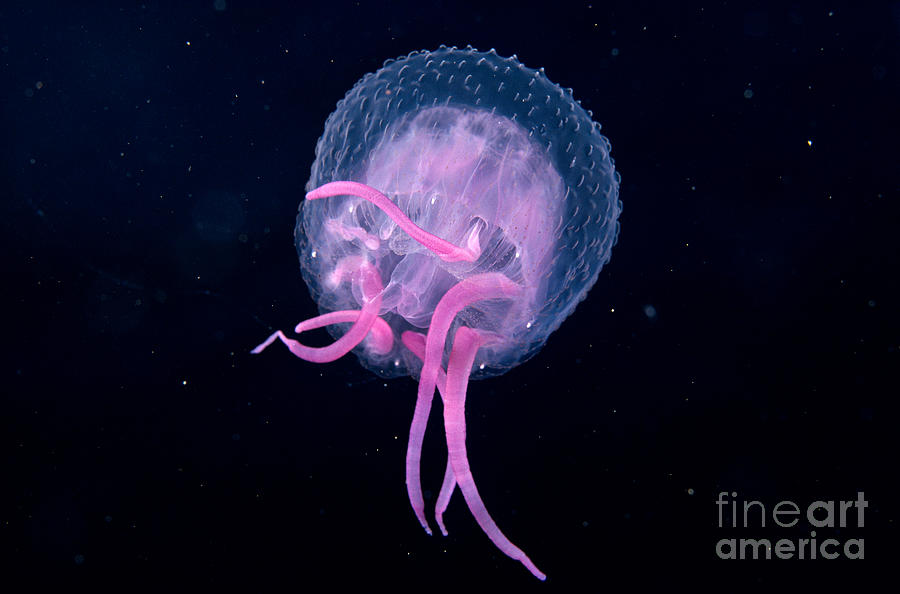 Black Photograph - Pink Jellyfish by Dave Fleetham - Printscapes
