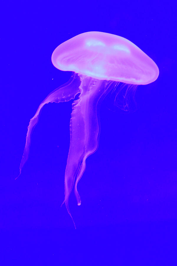 Pink Jellyfish Photograph by David Stasiak