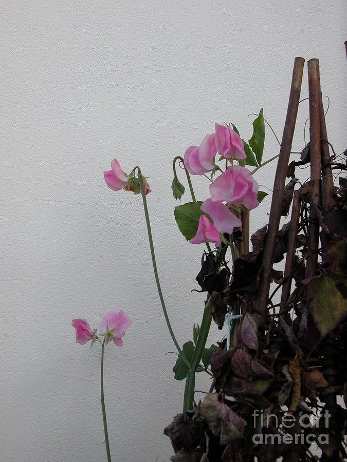 Pink by Jim Goodman Pink by Jim Goodman
