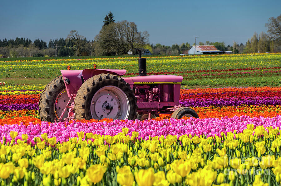 Pink John Deere Tulips Photograph by Louise Magno