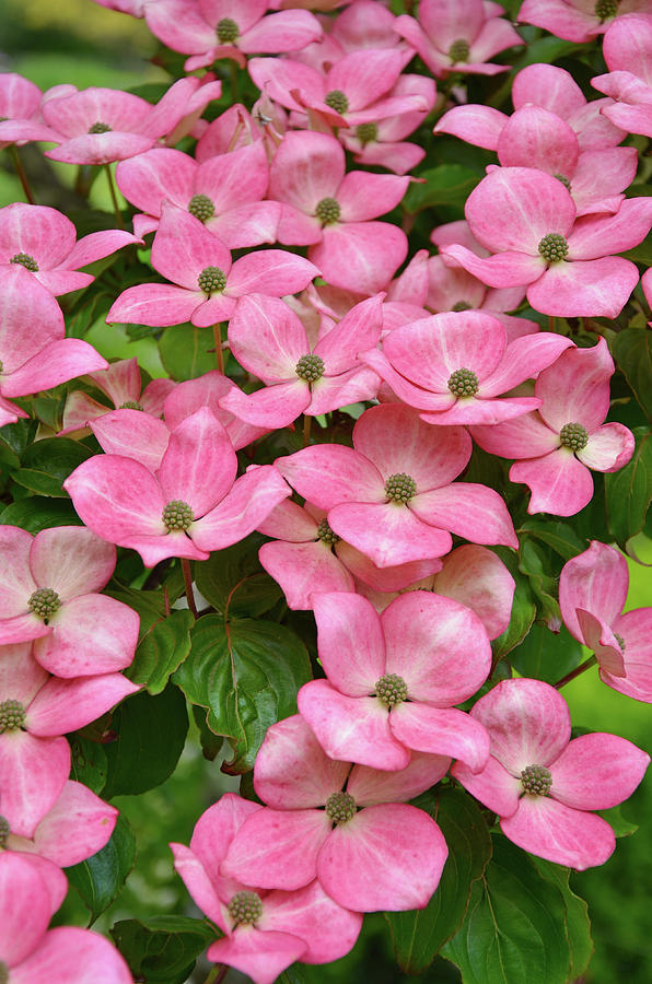Flower Photograph - Pink kousa dogwood flowers by Ingrid Perlstrom