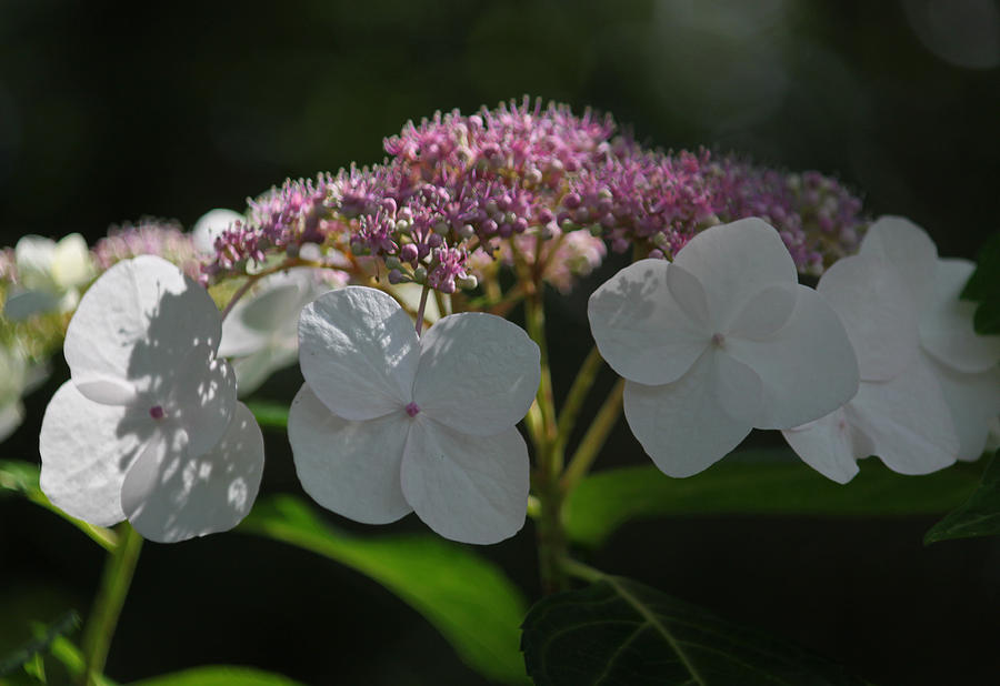 Nature Photograph - Pink Lace Cap Hydrangea by Suzanne Gaff