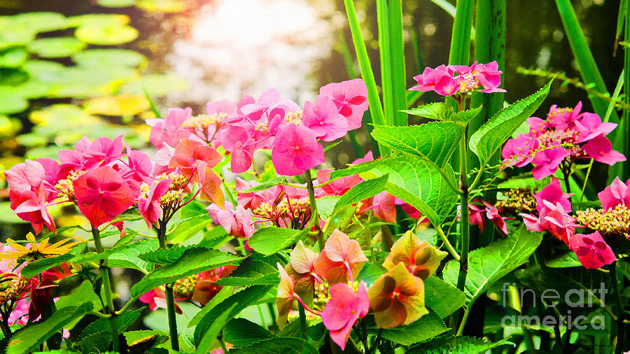 Pink Lace Cap Hydrangeas Photograph by Mary Jane Armstrong