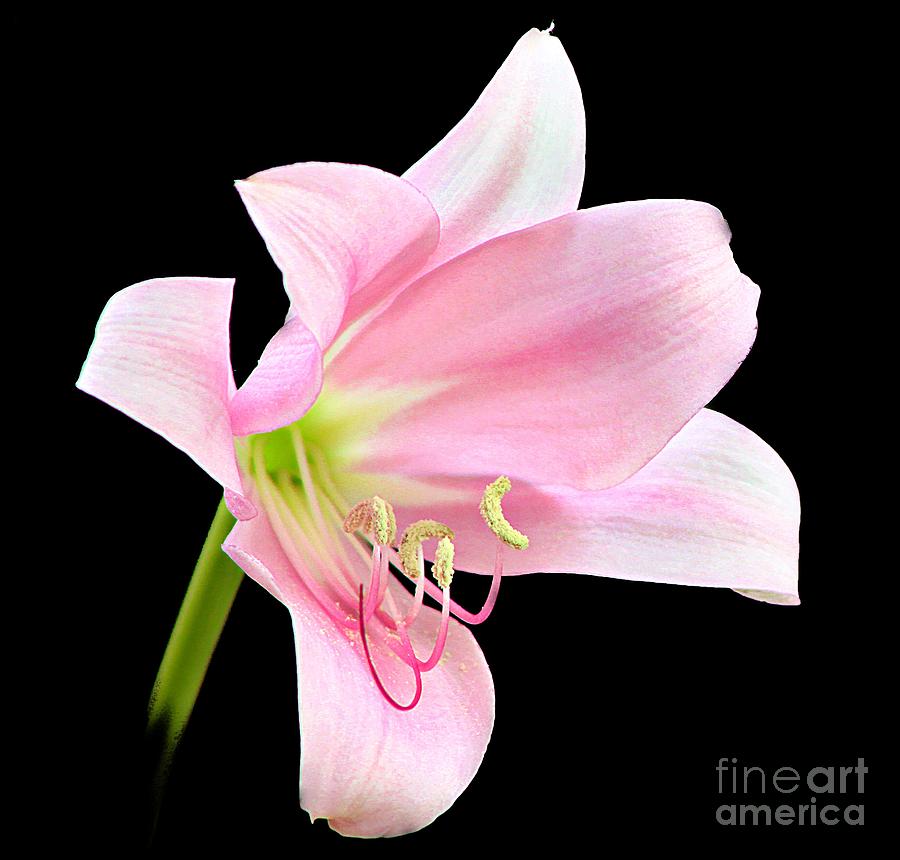Lily Photograph - Pink Lady by Clare Bevan