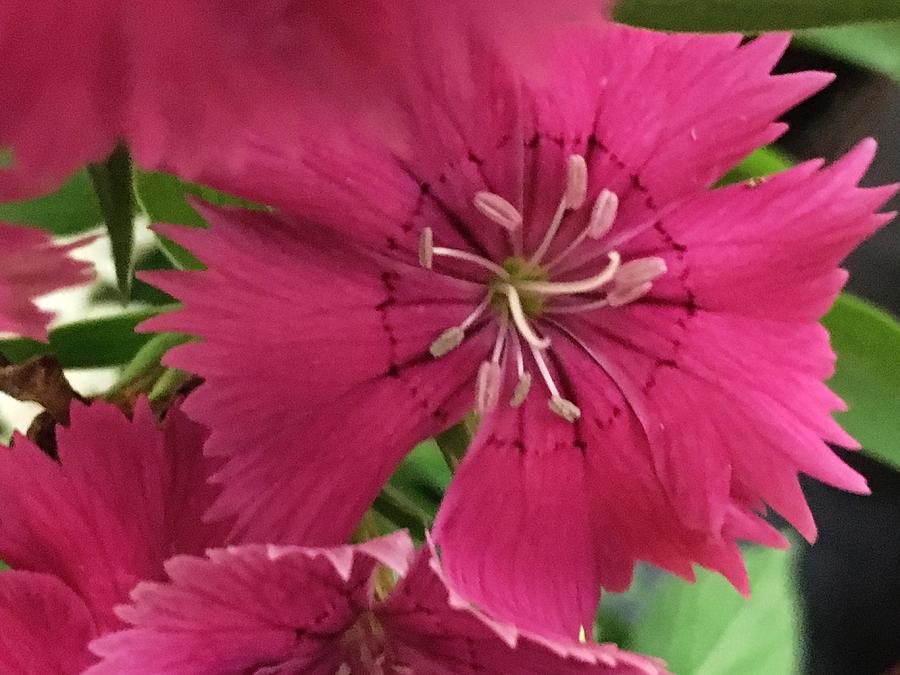 Pink Lady Flower Photograph by Jena Rosado-Matos - Fine Art America