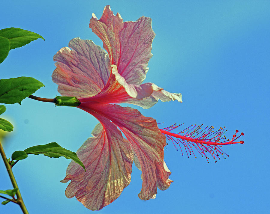Pink Lady Hibiscus Photograph by Larry Nieland