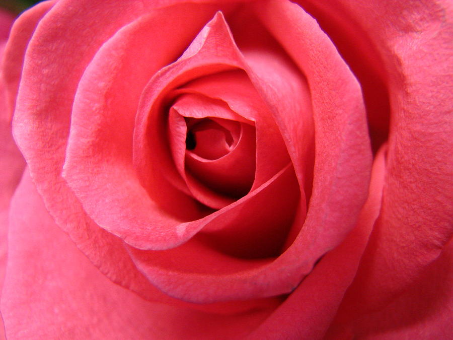 Rose Photograph - Pink Lady by Mary Halpin