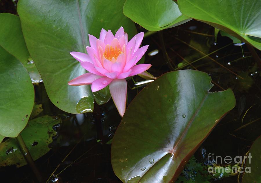 Lily Photograph - Pink Lady by Robyn King