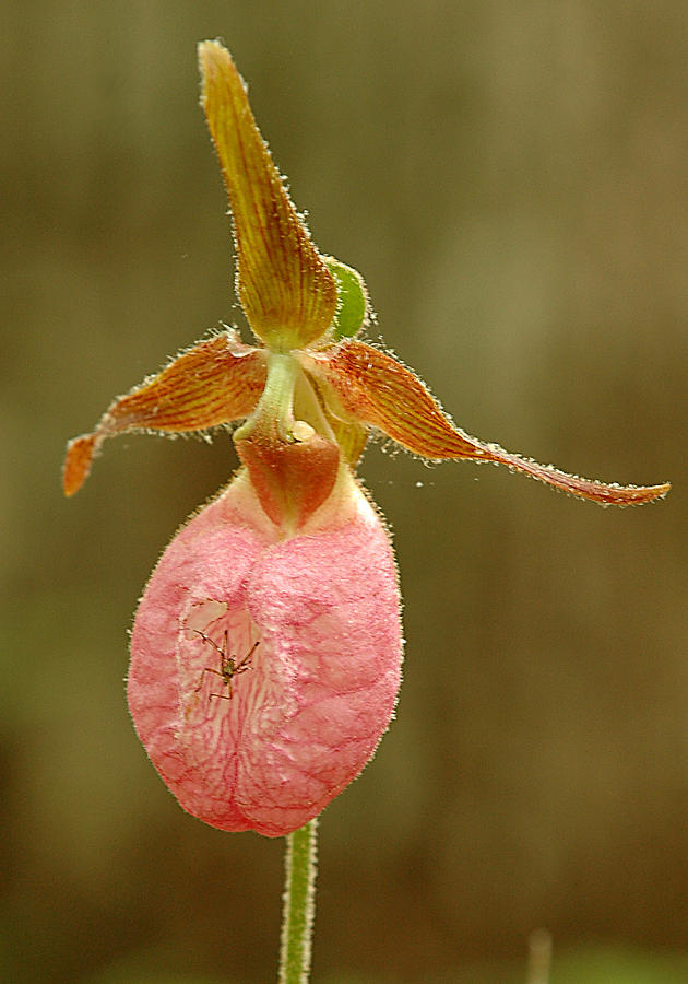 Pink Lady Slipper Blossom with Insect Photograph by Alan Lenk