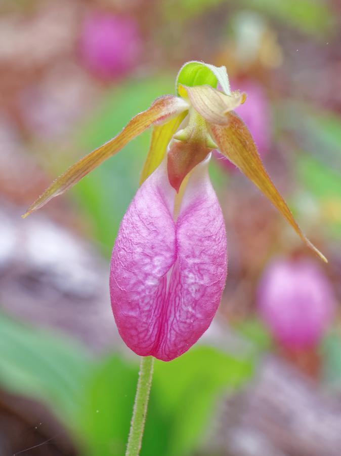 Buy Pink Lady Slipper Wildflower in Nature Online in India - Etsy