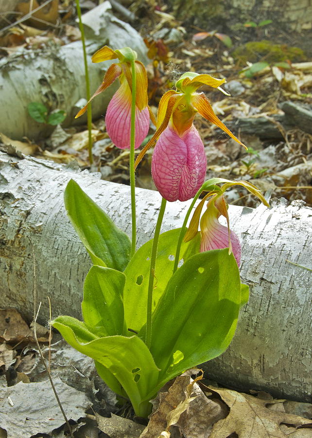 Pink Lady Slipper Photograph by Michael Peychich