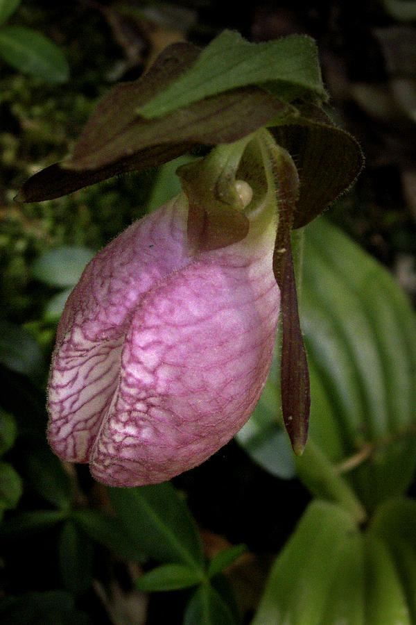 Pink Lady Slipper Photograph by Nancy Griswold