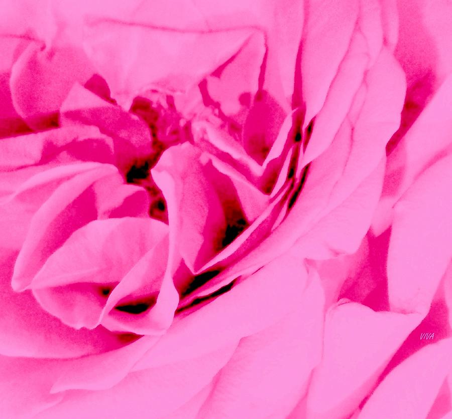 Pink Lady - The Last Rose-Dedicated  Photograph by VIVA Anderson