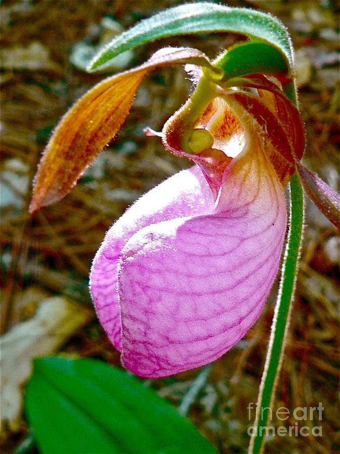 Pink Ladys Slipper Orchid Photograph by Jean Wright