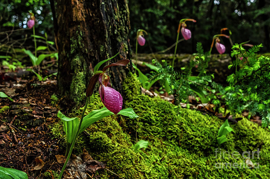 Pink Ladys Slippers on Moss Photograph by Thomas R Fletcher
