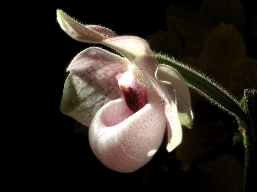 Pink Ladyslipper Orchid Photograph by Alfred Ng