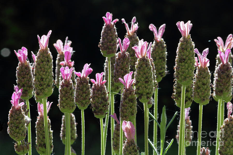 Pink lavender Photograph by Julia Gavin