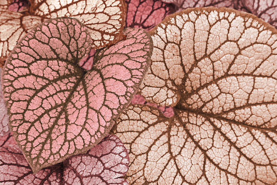 Pink Leaves Photograph by James Steele