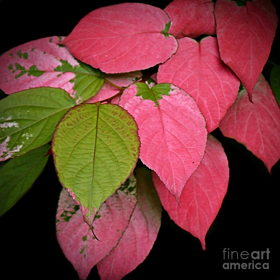 Pink Leaves Photograph by Patricia Strand