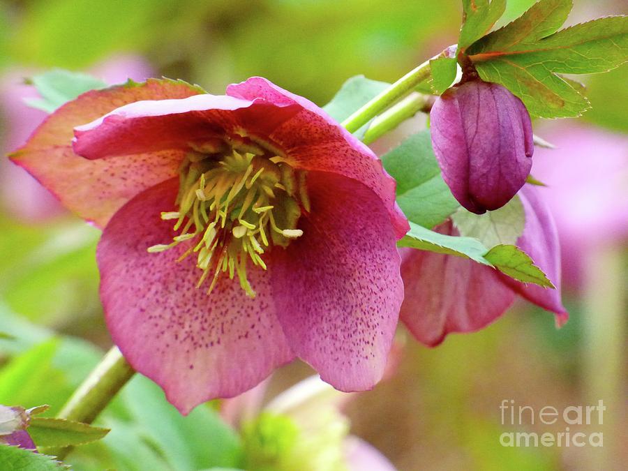 Pink Lenten Rose Photograph by Jean Wright