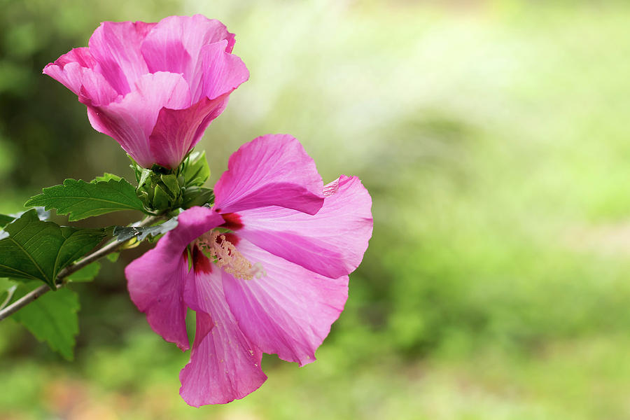 Pink Light Rose of Sharon 2016 Photograph by Terry DeLuco Pink Light Rose of Sharon 2016 Photograph by Terry DeLuco